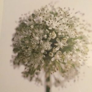 Meet your Posher, Danica